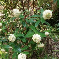 Pimelea ligustrina (Tall Rice Flower) at Jamberoo, NSW - 10 Oct 2019 by nancyp