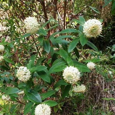 Pimelea ligustrina (Tall Rice Flower) at Jamberoo, NSW - 10 Oct 2019 by nancyp