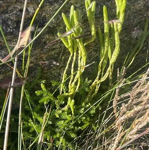 Austrolycopodium fastigiatum at Thredbo, NSW - 30 Dec 2024