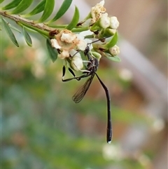 Gasteruption sp. (genus) (Gasteruptiid wasp) at Cook, ACT - 31 Dec 2024 by CathB