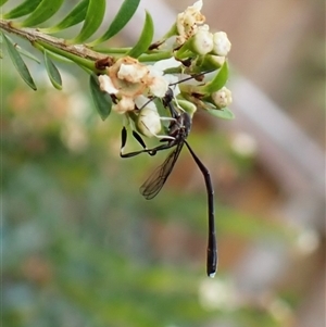 Gasteruption sp. (genus) at Cook, ACT - suppressed