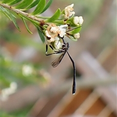 Gasteruption sp. (genus) at Cook, ACT - suppressed