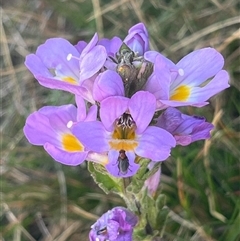 Euphrasia collina subsp. diversicolor (Variable Eyebright) at Thredbo, NSW - 30 Dec 2024 by Clarel