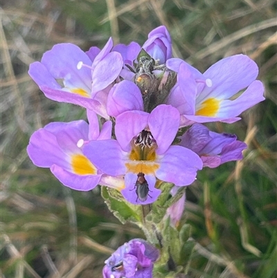 Euphrasia collina subsp. diversicolor (Variable Eyebright) at Thredbo, NSW - 30 Dec 2024 by Clarel