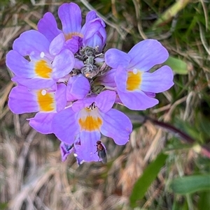 Euphrasia collina subsp. diversicolor at Thredbo, NSW - 30 Dec 2024