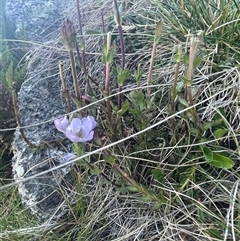 Euphrasia collina subsp. diversicolor at Thredbo, NSW - 30 Dec 2024