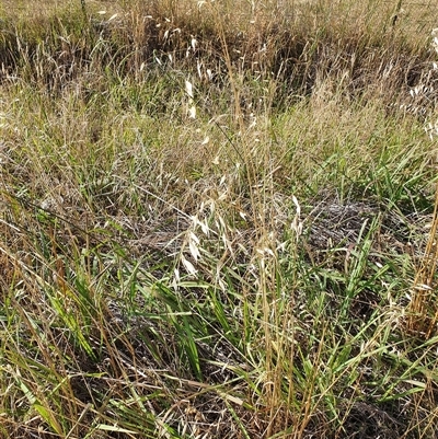Avena (genus) (Wild Oats) at Bowning, NSW - 31 Dec 2024 by Maren