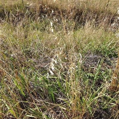 Avena sp. (Wild Oats) at Bowning, NSW - 30 Dec 2024 by Maren