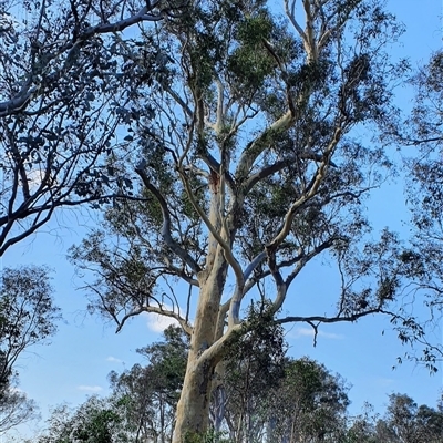 Eucalyptus blakelyi at Bowning, NSW - 31 Dec 2024 by Maren