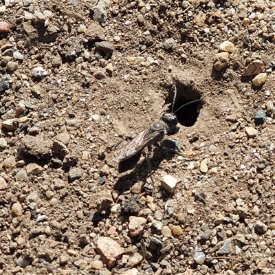 Sphecidae or Crabronidae (families) (Unidentified sand wasp) at Bowning, NSW - 1 Jan 2025 by Maren