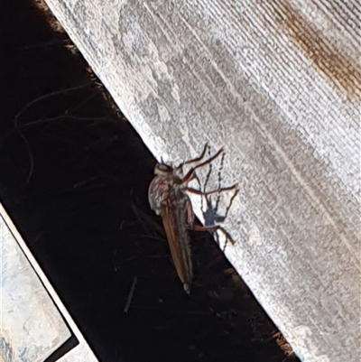 Neoaratus hercules (Herculean Robber Fly) at Bowning, NSW - 31 Dec 2024 by Maren