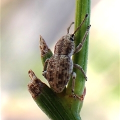 Entiminae (subfamily) (Entimine weevil) at Aranda, ACT - 31 Dec 2024 by CathB