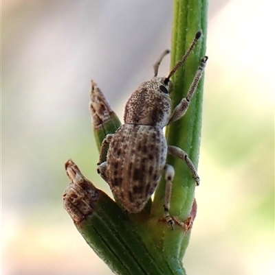 Entiminae (subfamily) (Entimine weevil) at Aranda, ACT - 31 Dec 2024 by CathB