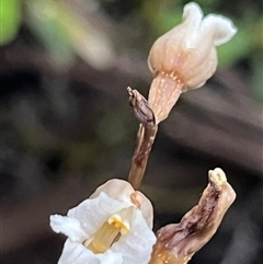 Gastrodia procera (Tall Potato Orchid) at Thredbo, NSW - 30 Dec 2024 by Clarel