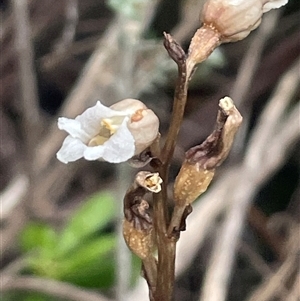 Gastrodia procera at Thredbo, NSW - 30 Dec 2024