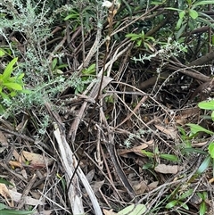 Gastrodia procera at Thredbo, NSW - 30 Dec 2024