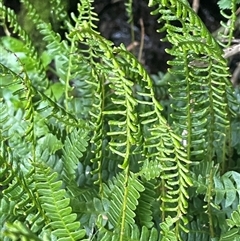 Blechnum penna-marina (Alpine Water Fern) at Thredbo, NSW - 30 Dec 2024 by Clarel