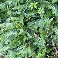 Blechnum penna-marina at Thredbo, NSW - 30 Dec 2024