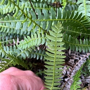 Blechnum penna-marina at Thredbo, NSW - 30 Dec 2024