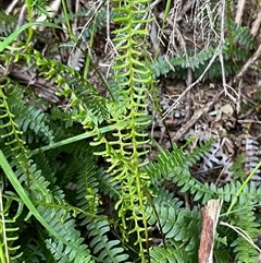 Blechnum penna-marina at Thredbo, NSW - 30 Dec 2024