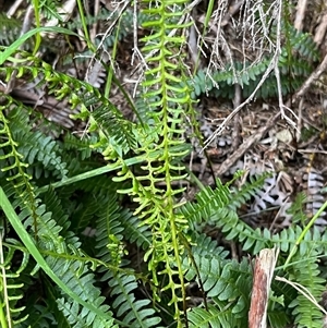 Blechnum penna-marina at Thredbo, NSW - 30 Dec 2024