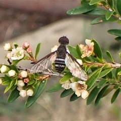 Villa sp. (genus) (Unidentified Villa bee fly) at Cook, ACT - 31 Dec 2024 by CathB