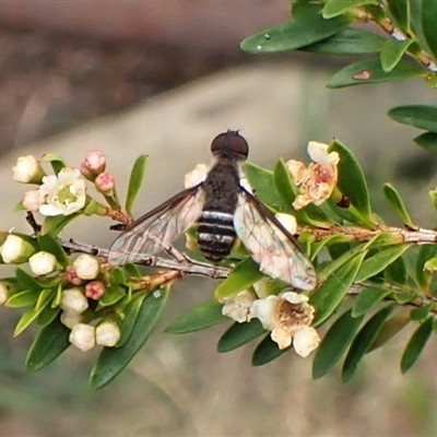 Villa sp. (genus) (Unidentified Villa bee fly) at Cook, ACT - 30 Dec 2024 by CathB