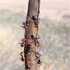Iridomyrmex purpureus (Meat Ant) at Cook, ACT - 1 Jan 2025 by CathB