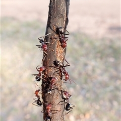 Iridomyrmex purpureus (Meat Ant) at Cook, ACT - 31 Dec 2024 by CathB