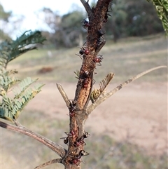 Iridomyrmex purpureus at Cook, ACT - 1 Jan 2025