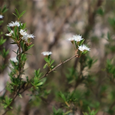 Kunzea peduncularis (Mountain Burgan) at Wilsons Valley, NSW - 30 Dec 2024 by Clarel