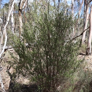 Kunzea peduncularis at Wilsons Valley, NSW - 31 Dec 2024 09:01 AM