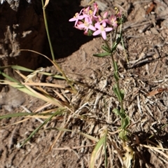 Centaurium erythraea (Common Centaury) at Wilsons Valley, NSW - 30 Dec 2024 by Clarel