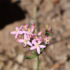 Centaurium erythraea at Wilsons Valley, NSW - 31 Dec 2024