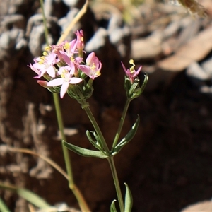 Centaurium erythraea at Wilsons Valley, NSW - 31 Dec 2024