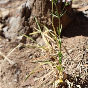 Centaurium erythraea at Wilsons Valley, NSW - 31 Dec 2024