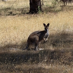 Notamacropus rufogriseus (Red-necked Wallaby) at Wilsons Valley, NSW - 30 Dec 2024 by Clarel