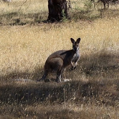 Notamacropus rufogriseus (Red-necked Wallaby) at Wilsons Valley, NSW - 30 Dec 2024 by Clarel