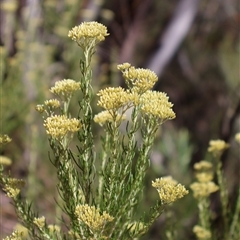 Cassinia monticola (Mountain Cassinia) at Wilsons Valley, NSW - 30 Dec 2024 by Clarel