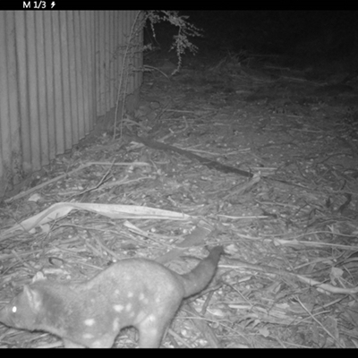 Dasyurus maculatus at Colo Vale, NSW - 1 Aug 2021 by nancyp