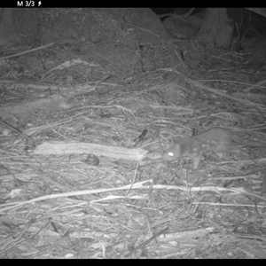 Dasyurus maculatus at Colo Vale, NSW - 1 Aug 2021 05:41 PM