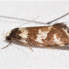 Isomoralla gephyrota (A Concealer moth) at Jerrabomberra, NSW - 31 Dec 2024 by DianneClarke