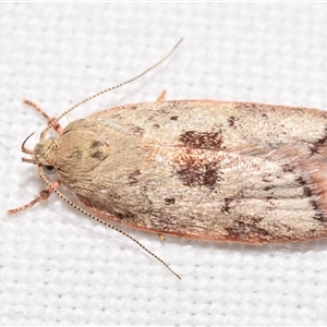 Garrha phoenopis at Jerrabomberra, NSW - 31 Dec 2024