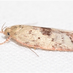 Garrha phoenopis at Jerrabomberra, NSW - suppressed