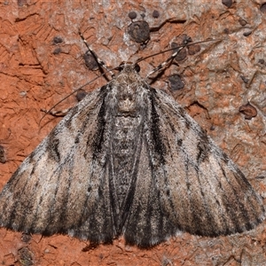 Rhuma argyraspis at Jerrabomberra, NSW - 31 Dec 2024