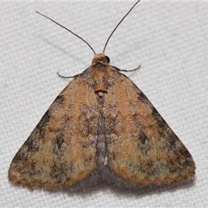 Dichromodes disputata at Jerrabomberra, NSW - 31 Dec 2024 09:06 PM