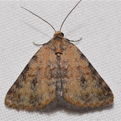 Dichromodes disputata (Scaled Heath Moth) at Jerrabomberra, NSW - 31 Dec 2024 by DianneClarke