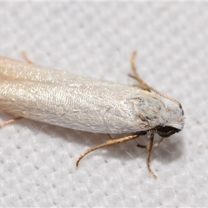 Scieropepla polyxesta at Jerrabomberra, NSW - 31 Dec 2024