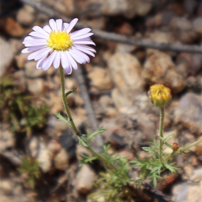 Brachyscome rigidula (Hairy Cut-leaf Daisy) at Wilsons Valley, NSW - 30 Dec 2024 by Clarel