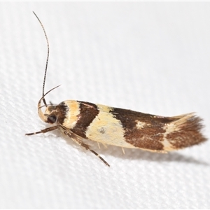 Macrobathra chrysotoxa at Jerrabomberra, NSW - 31 Dec 2024